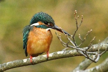 カワセミ 舞岡公園 2020年1月15日(水)