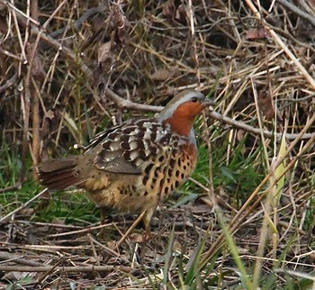 Chinese Bamboo Partridge Maioka Park Wed, 1/15/2020