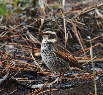 Dusky Thrush Maioka Park Wed, 1/15/2020