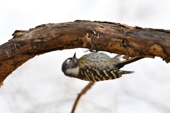 Japanese Pygmy Woodpecker Maioka Park Wed, 1/15/2020