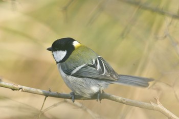 シジュウカラ 舞岡公園 2020年1月15日(水)