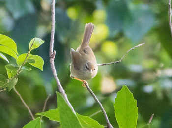 Japanese Bush Warbler Shakujii Park Sat, 1/11/2020