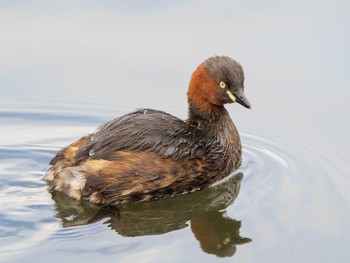 Little Grebe Shakujii Park Sat, 1/11/2020