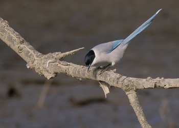 Azure-winged Magpie 荒川生物生態園(東京都板橋区) Tue, 1/14/2020