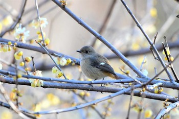 Daurian Redstart Mine Park Sat, 12/28/2019