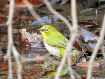 Warbling White-eye Higashitakane Forest park Tue, 1/14/2020