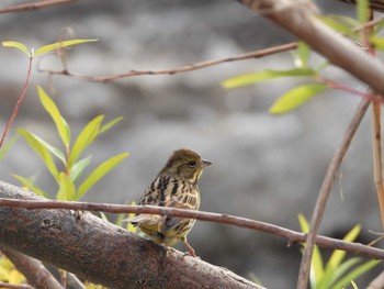 Masked Bunting 多摩川二ヶ領宿河原堰 Tue, 1/14/2020