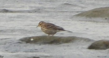 Water Pipit 多摩川二ヶ領宿河原堰 Tue, 1/14/2020