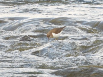 Common Sandpiper 多摩川二ヶ領宿河原堰 Tue, 1/14/2020