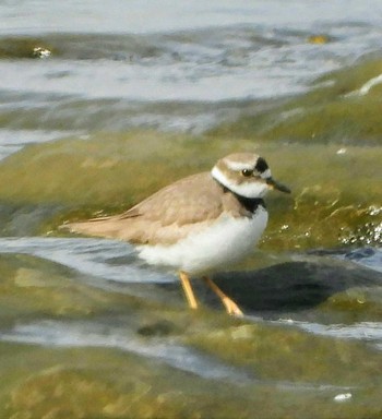 Long-billed Plover 多摩川二ヶ領宿河原堰 Tue, 1/14/2020
