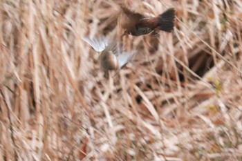 Dusky Thrush Maioka Park Sun, 1/12/2020