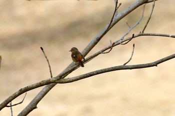 Daurian Redstart 大分県竹田市飛田川 Wed, 1/15/2020