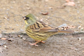 アオジ 生田緑地 2020年1月16日(木)