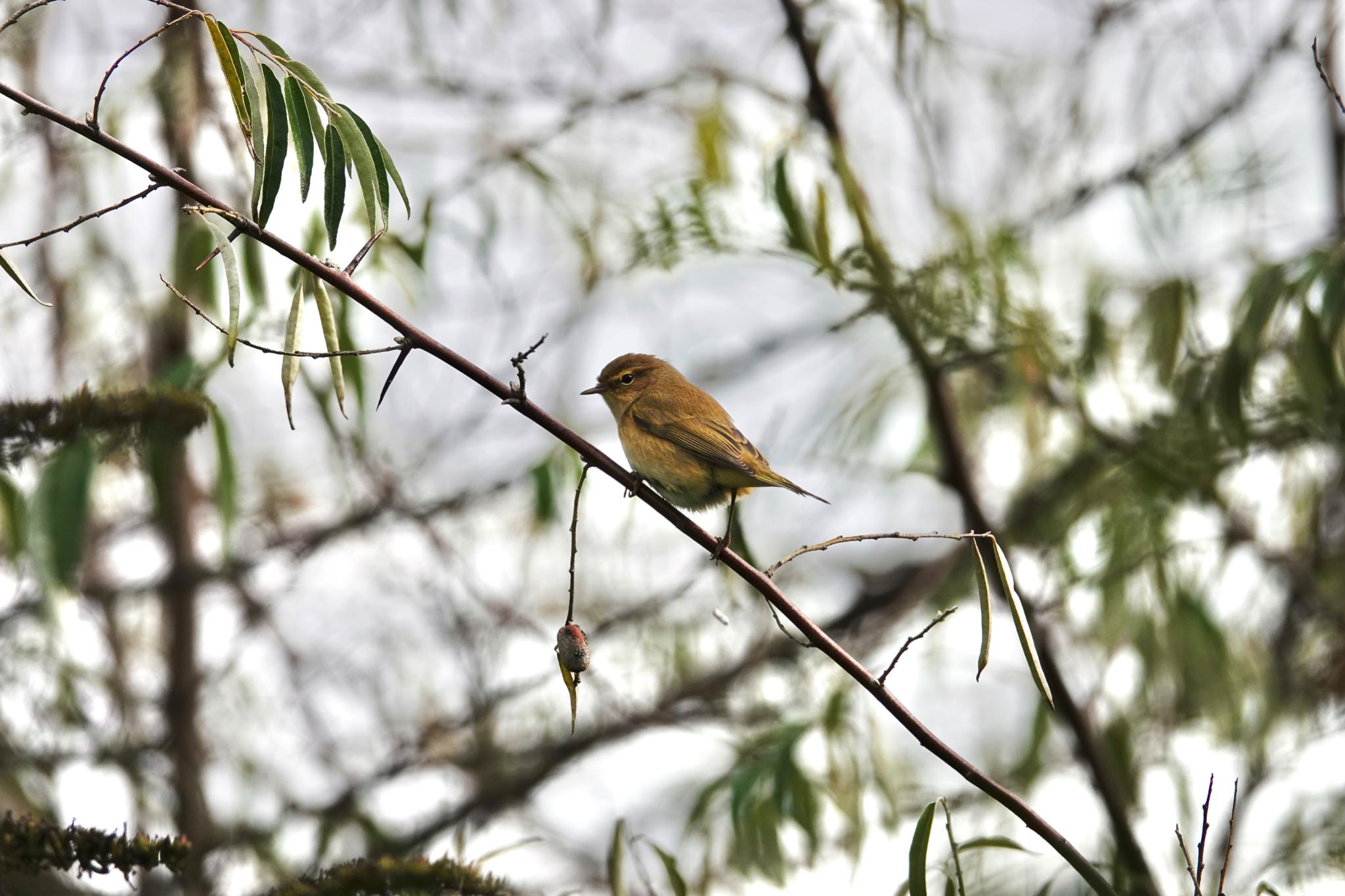 Photo of Common Chiffchaff at Saint-Germain-en-Laye,France by のどか