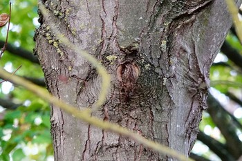 Eurasian Treecreeper Saint-Germain-en-Laye,France Mon, 10/28/2019