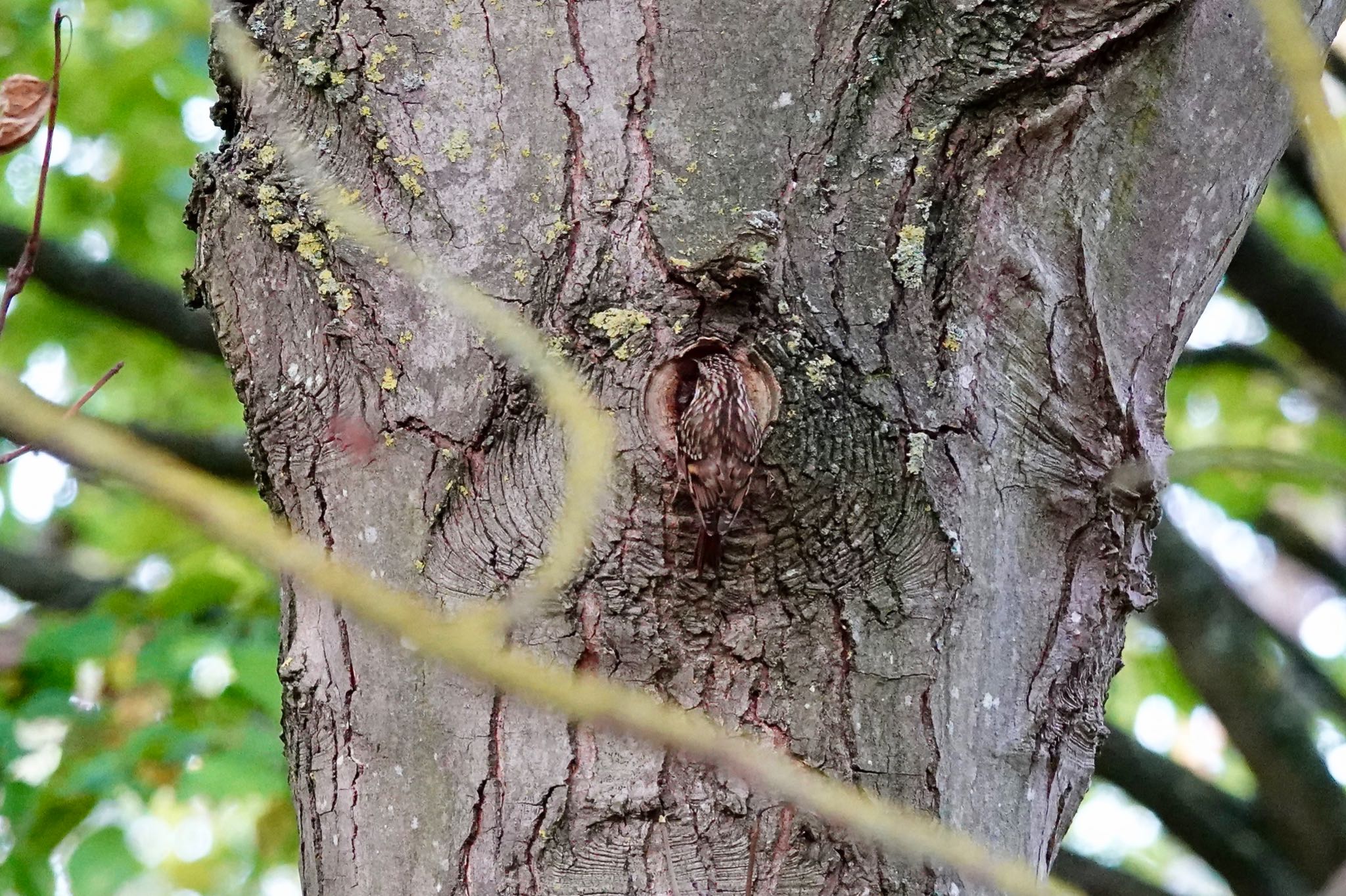 Photo of Eurasian Treecreeper at Saint-Germain-en-Laye,France by のどか