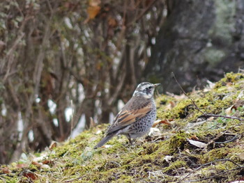 Dusky Thrush 長野県軽井沢町湯川ふるさと公園 Thu, 1/16/2020