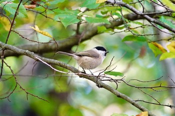 Marsh Tit Saint-Germain-en-Laye,France Mon, 10/28/2019