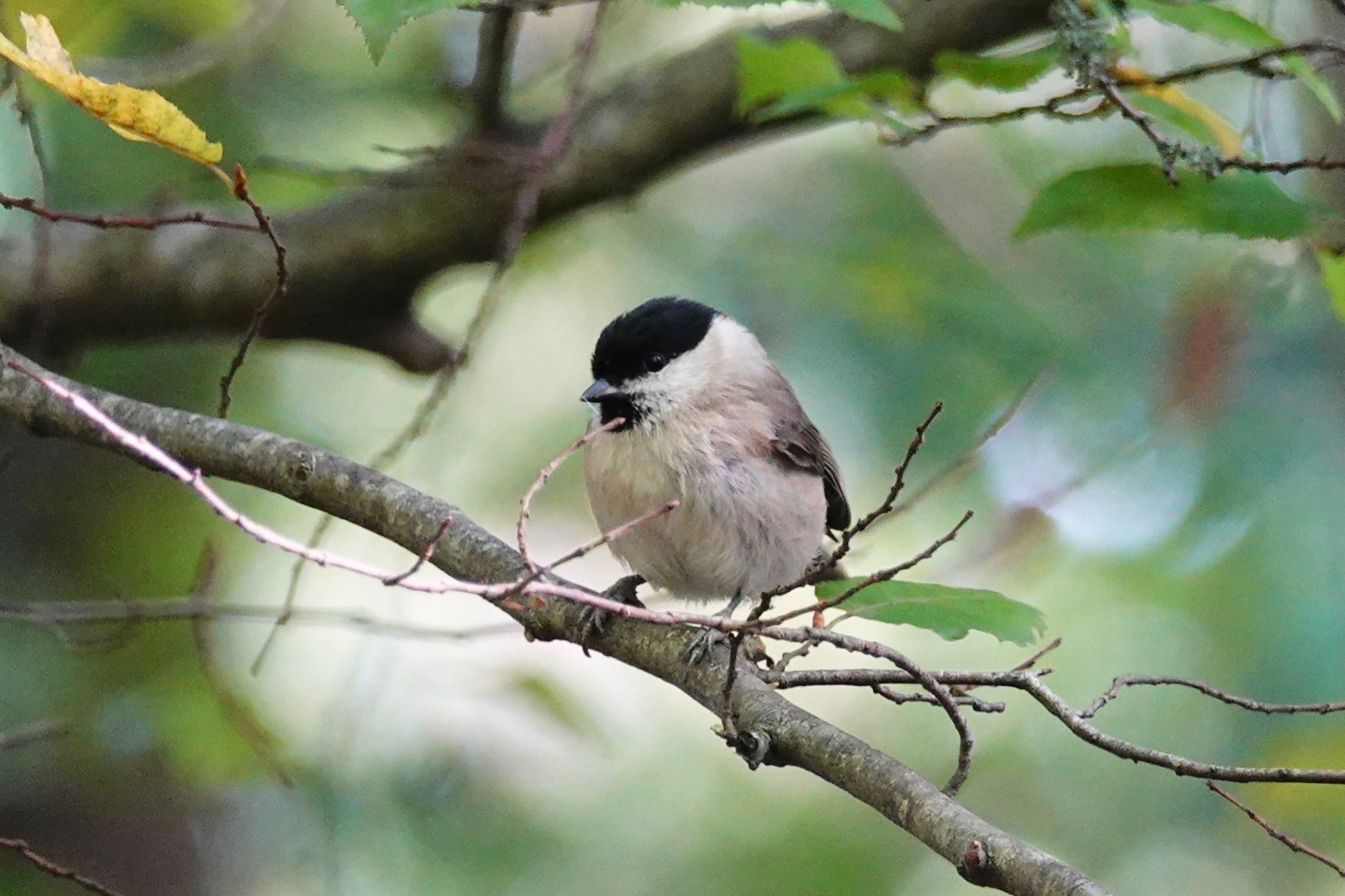 Photo of Marsh Tit at Saint-Germain-en-Laye,France by のどか