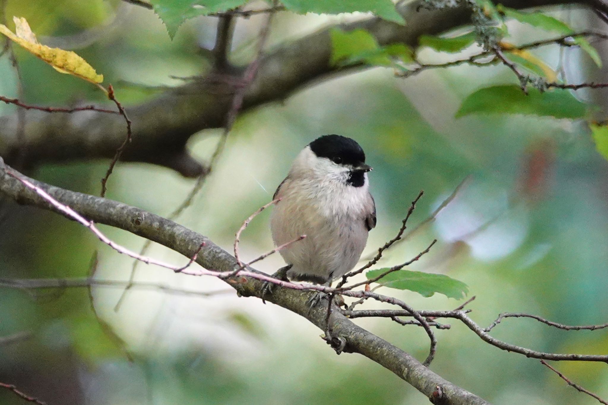 Photo of Marsh Tit at Saint-Germain-en-Laye,France by のどか