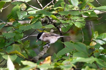 ハシブトガラ Saint-Germain-en-Laye,France 2019年10月28日(月)