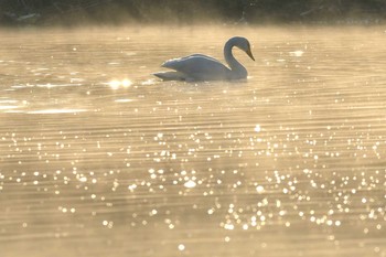 Tundra Swan Unknown Spots Tue, 1/14/2020