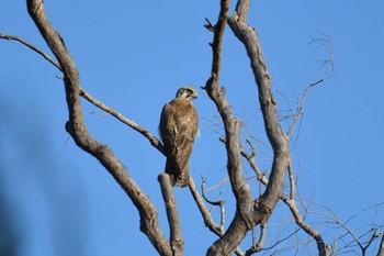 Brown Falcon オーストラリア Mon, 10/14/2019