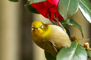 Warbling White-eye 東京都新宿区 Thu, 1/16/2020