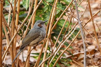 Brown-eared Bulbul 新宿中央公園 Thu, 1/16/2020