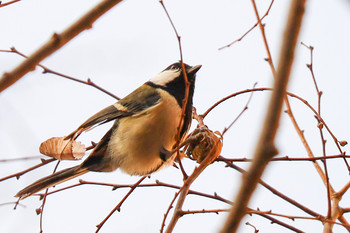 Japanese Tit 新宿中央公園 Thu, 1/16/2020