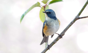 Red-flanked Bluetail 東京都多摩地域 Tue, 1/14/2020