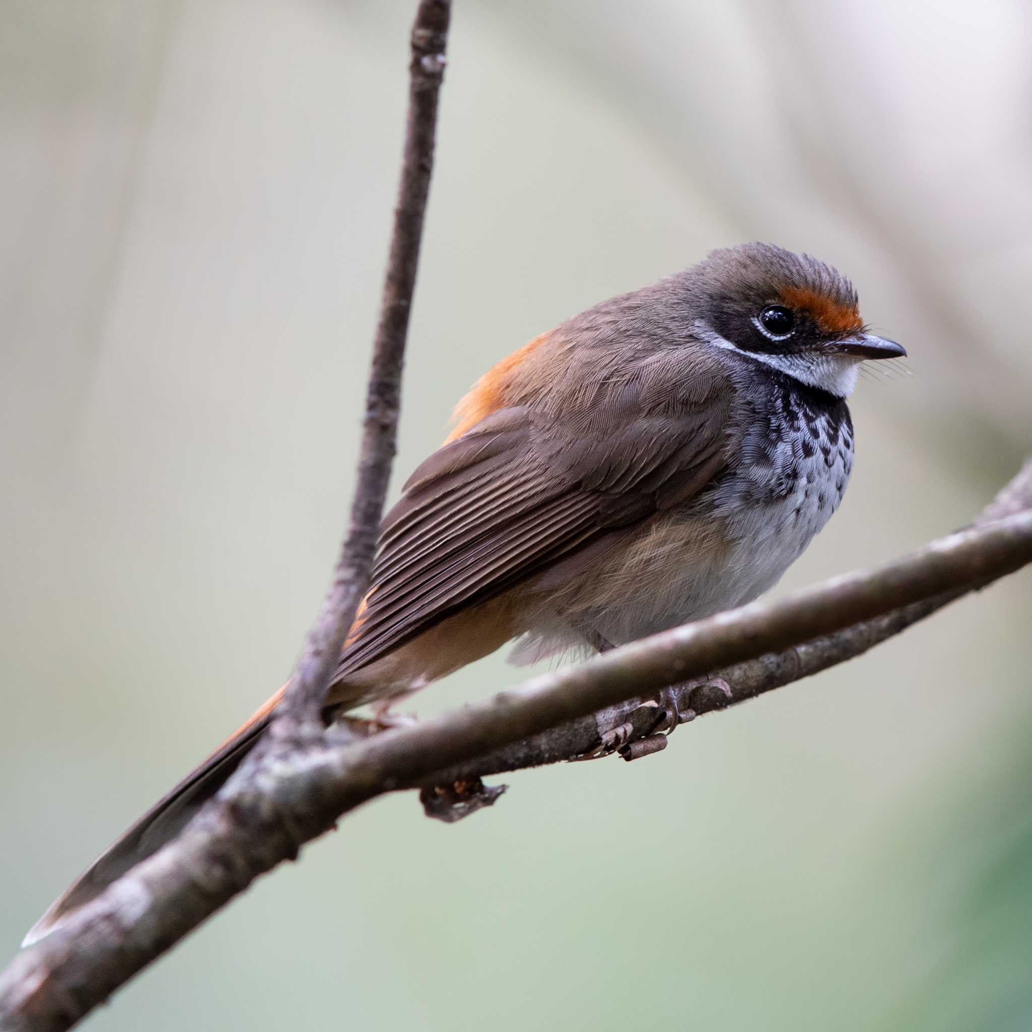 Photo of Australian Rufous Fantail at O'Reilly's Rainforest Retreat by Trio