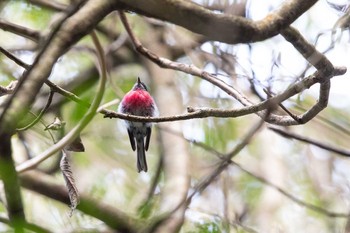 Rose Robin O'Reilly's Rainforest Retreat Mon, 12/30/2019