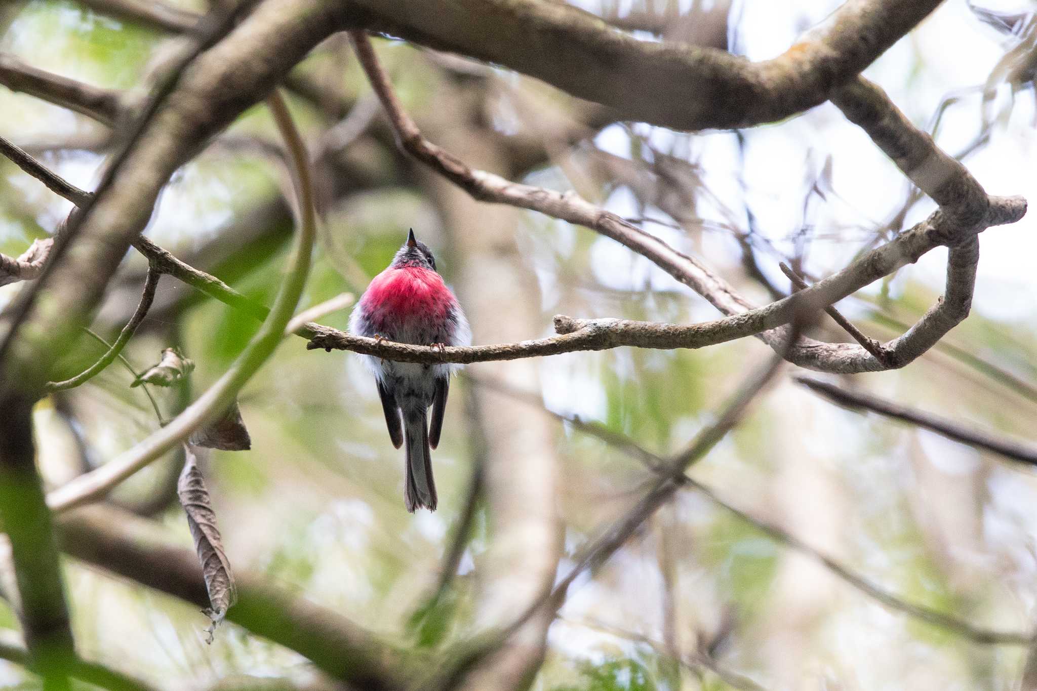 Photo of Rose Robin at O'Reilly's Rainforest Retreat by Trio