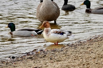 マガモ Saint-Germain-en-Laye,France 2019年10月28日(月)