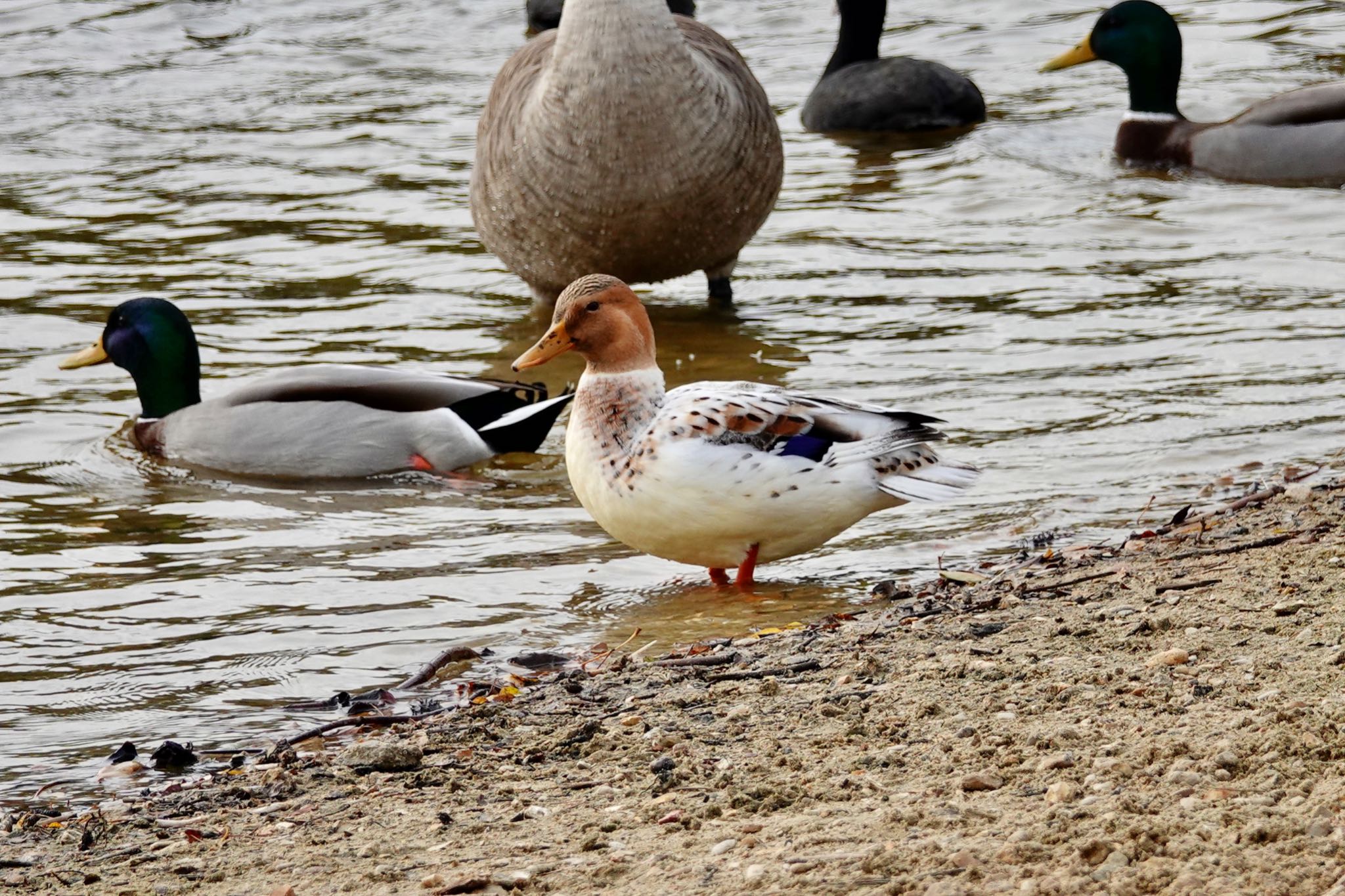 Mallard