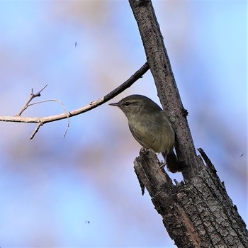 未同定 大麻生野鳥の森公園 2020年1月16日(木)