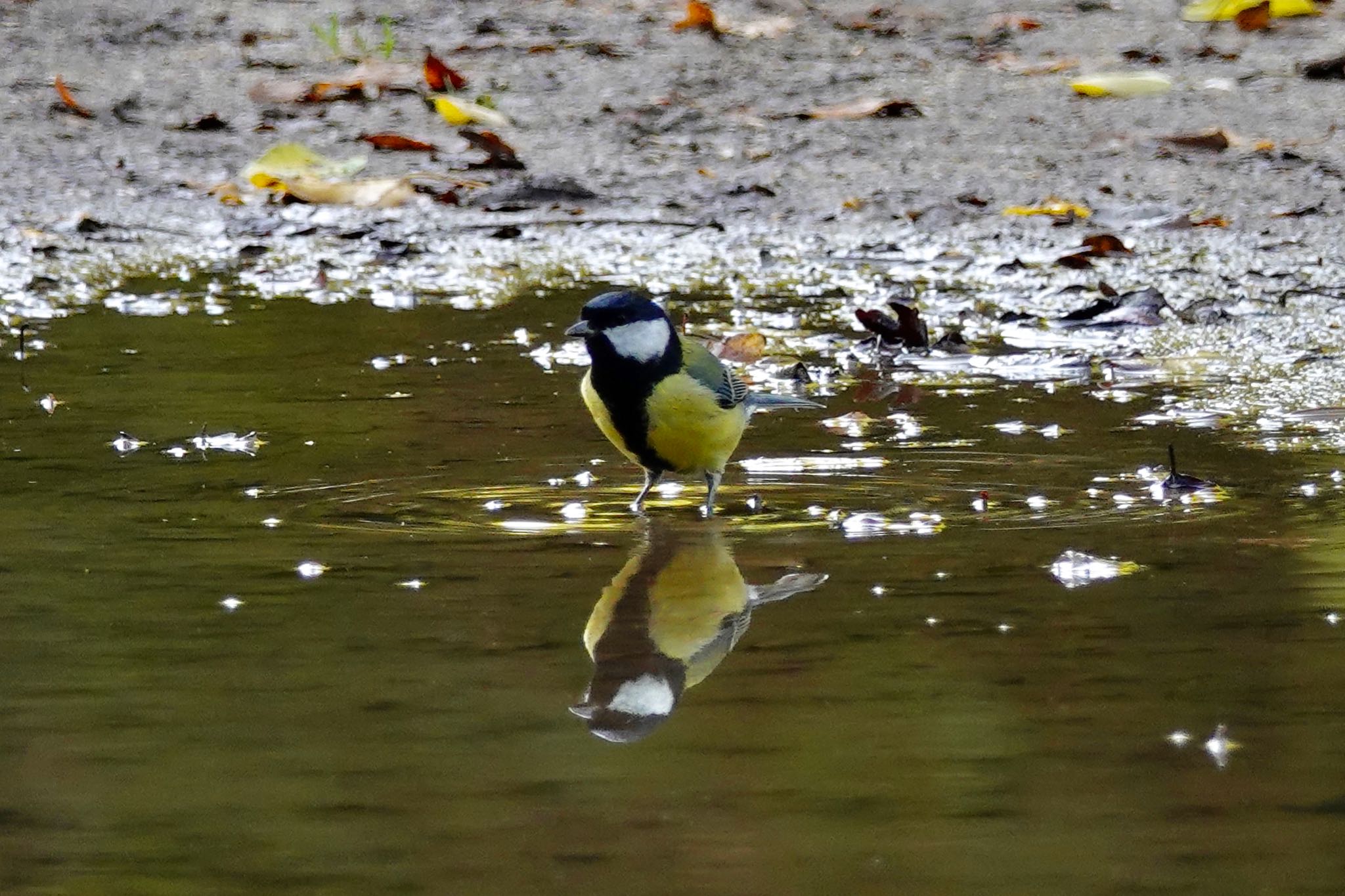 Photo of Great Tit at Saint-Germain-en-Laye,France by のどか