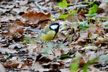 Great Tit Saint-Germain-en-Laye,France Mon, 10/28/2019