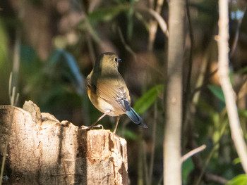 Red-flanked Bluetail Shakujii Park Sat, 1/11/2020