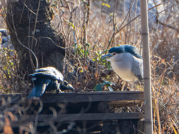 Black-crowned Night Heron Shakujii Park Sat, 1/11/2020