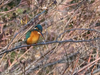 カワセミ 石神井公園 2020年1月11日(土)