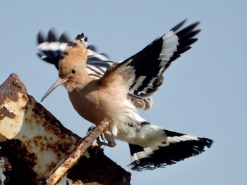 2020年1月15日(水) Tel Aviv, Israel の野鳥観察記録