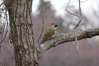 2020年1月12日(日) 舞岡公園の野鳥観察記録