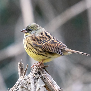 Masked Bunting