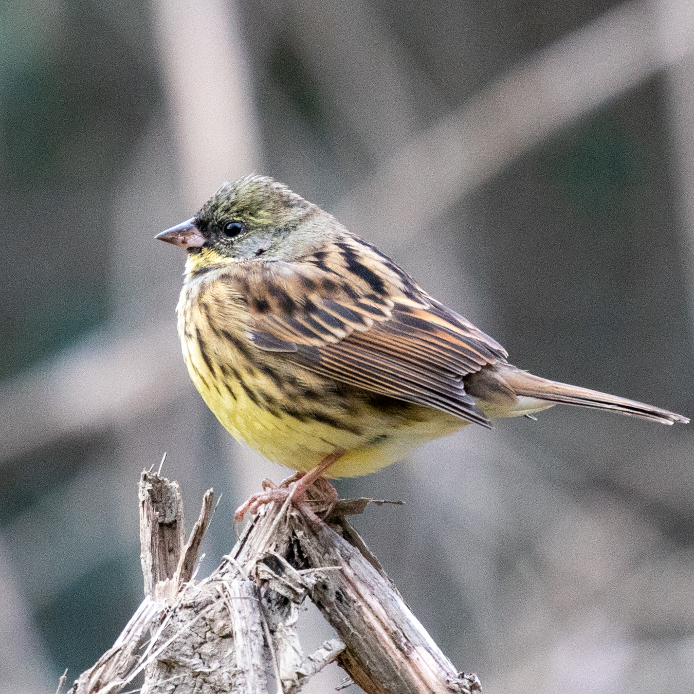 Photo of Masked Bunting at さいたま市 by bow_wow.69chan