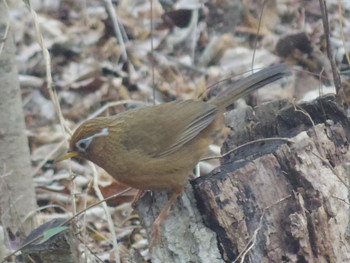 Chinese Hwamei 長野県軽井沢町 Fri, 1/17/2020