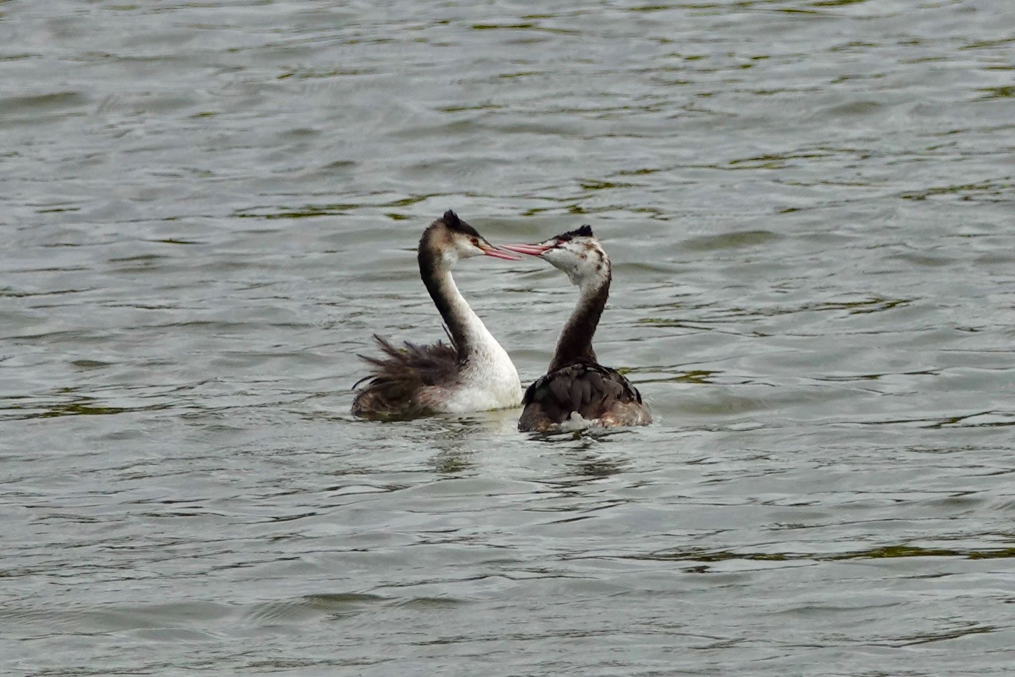 Great Crested Grebe