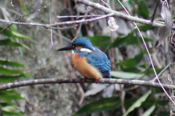 Common Kingfisher Higashitakane Forest park Fri, 1/17/2020