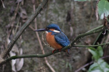 Common Kingfisher Higashitakane Forest park Fri, 1/17/2020